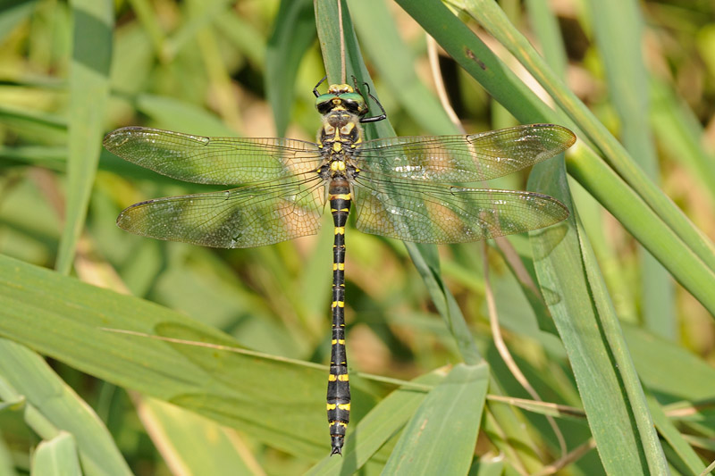 Anax imperator? no, Cordulegaster boltonii
